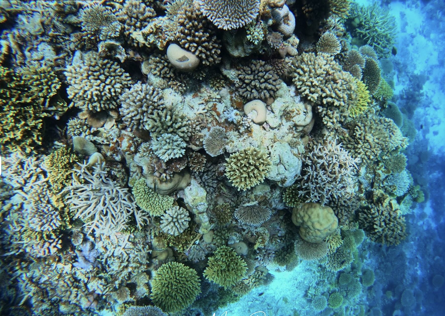 Close-up of coral reef underwater near Kondey