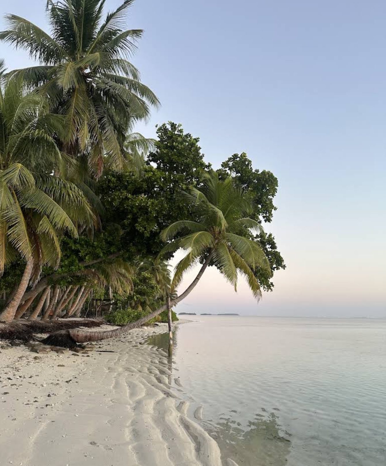 Palm trees leaning over the beach at dusk on Kondey