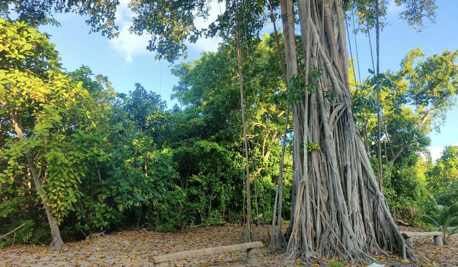 Old banyan tree on Kondey island