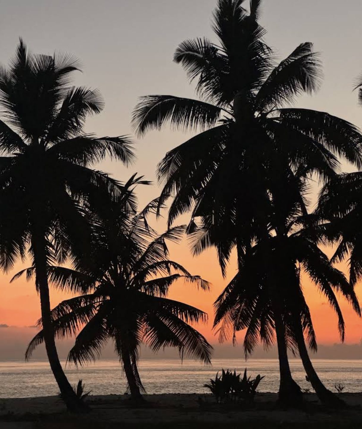 Palm trees silhouetted against a Maldives sunset